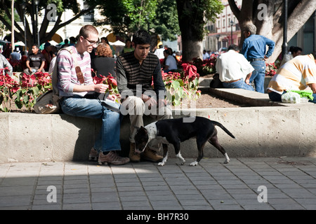 young male couple sitting on a low wall with their bull terrier in Oaxaca City Zocalo, Mexico Stock Photo