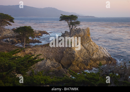 Lone Cypress, Pebble Beach, California USA Stock Photo
