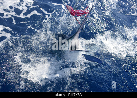 Atlantic white marlin big game sport fishing over blue ocean saltwater Stock Photo