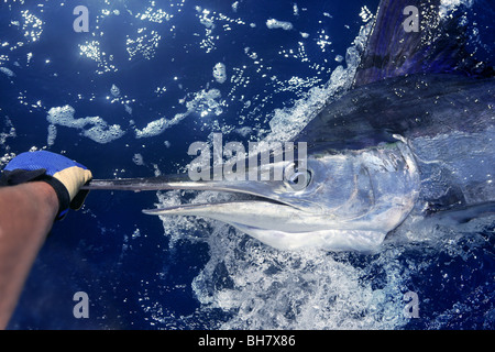 Atlantic white marlin big game sport fishing over blue ocean saltwater Stock Photo