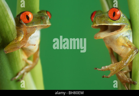 Two tree frogs looking animated Stock Photo