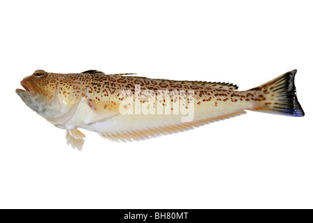 Trachinus araneus Mediterranean Spotted Weever fish isolated on white Stock Photo