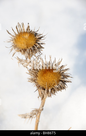 Carline thistles in snow Stock Photo