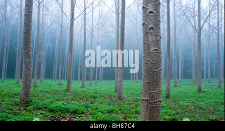 Poplar trees, on a misty morning, Carsac, Perigord Noir, Dordogne, France. Stock Photo