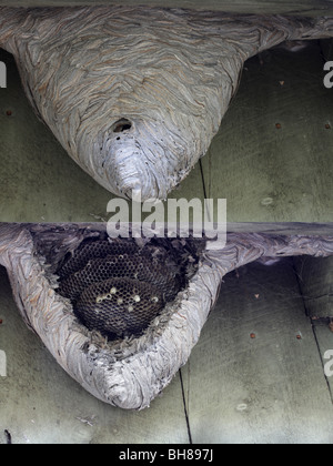Yellowjacket (Vespula vulgaris) nest cut away to reveal paper comb inside. Stock Photo