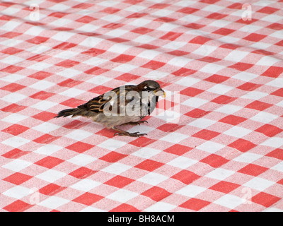 A bird sitting on a red and white checked tablecloth Stock Photo