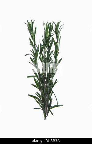 A sprig of organic rosemary on a lightbox Stock Photo