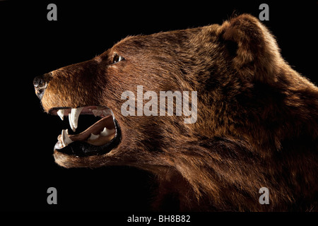 Side view of a stuffed bear head Stock Photo