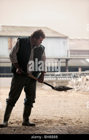 farmer shoveling animal feed Stock Photo