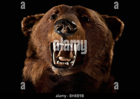 A stuffed bear head Stock Photo