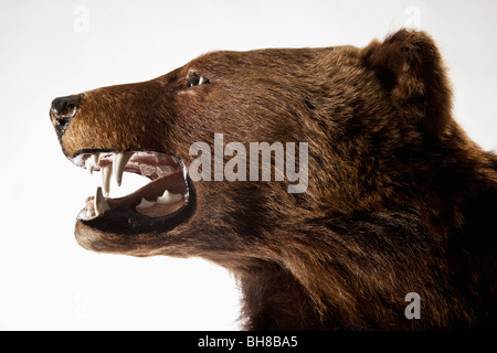 Side view of a stuffed bear head Stock Photo