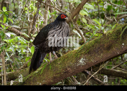 Kalij Pheasant Lophura leucomelanos male Hawaii Volcanoes National Park Hawaii Volcanoes National Park Hawaii USA Stock Photo