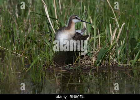 Wilson's Pharalope Phalaropus tricolor Alamosa County Colorado USA Stock Photo