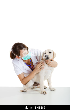 Young female veterinary taking care of a beautiful Labrador dog Stock Photo