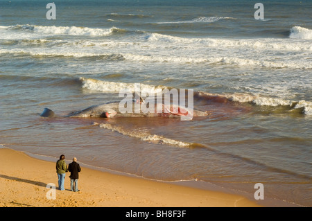 People looking at a dead Sperm Whale (Physeter macrocephalus) washed up on Balmedie Beach near Aberdeen. Stock Photo