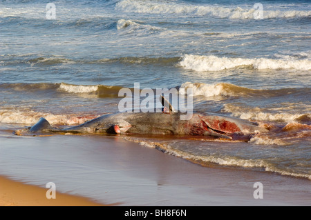 A dead Sperm Whale (Physeter macrocephalus) washed up on Balmedie Beach near Aberdeen. Stock Photo