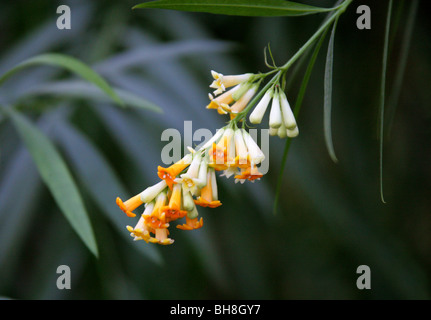 Honey-bell Bush or Honeybell Bush, Freylinia lanceolata, Scrophulariaceae, South Africa. Stock Photo
