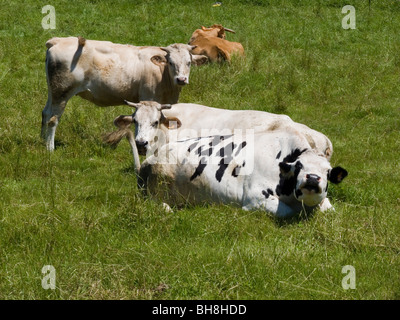 Dairy Cows in a field of Lush Pasture, Galicia Stock Photo