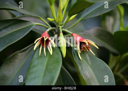 Burma Mangrove, Mangrove or Oriental Mangrove, Bruguiera gymnorrhiza, Rhizophoraceae, Tropical Asia and Pacific, Australasia.