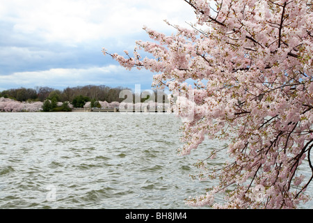 Yoshino Cherry blossoms (Prunus x yedoensis) by the Tidal Basin in Washington, D.C. Stock Photo