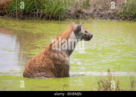 Adult female Spotted Hyena cooling off in stagnant pool. Stock Photo