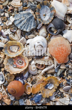 Assorted shells on a sandy beach at Findlater, Banffshire, Scotland Stock Photo