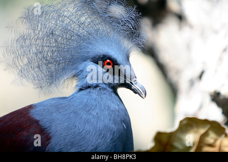 Western Crowned-Pigeon (Goura cristata) Stock Photo