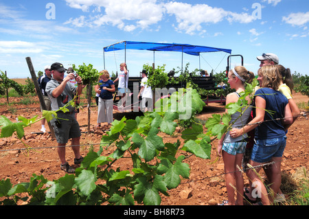 Harvest festival at Sonoita Vineyards, Elgin, Arizona, USA. Stock Photo