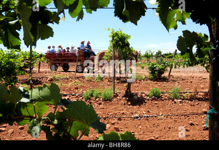 Harvest festival at Sonoita Vineyards, Elgin, Arizona, USA. Stock Photo