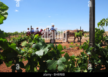 Harvest festival at Sonoita Vineyards, Elgin, Arizona, USA. Stock Photo