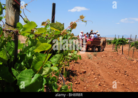 Harvest festival at Sonoita Vineyards, Elgin, Arizona, USA. Stock Photo