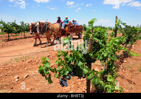 Harvest festival at Sonoita Vineyards, Elgin, Arizona, USA. Stock Photo