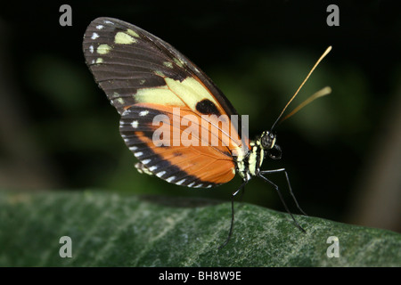 Tiger Heliconian Heliconius ismenius Stock Photo