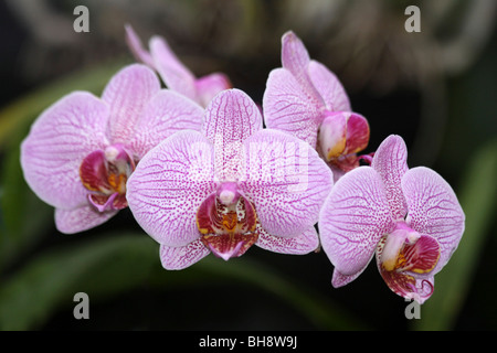 Moth Orchid Phalaenopsis Hybrid Taken At Chester Zoo, England, UK Stock Photo
