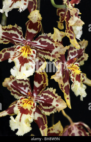 Orchid Oncidium Hybrid Stock Photo