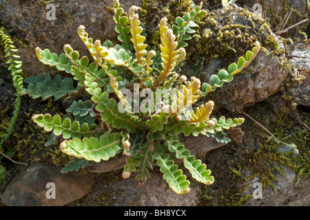 Rustyback Fern (Ceterach officinarum) Stock Photo