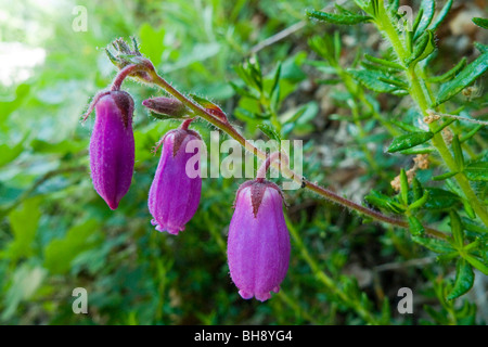 St. Dabeoc's Heath (Daboecia cantabrica), flower Stock Photo