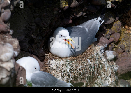 Kittiwake (Rissa tridactyla), on nest Stock Photo