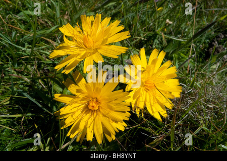 Cat's-ear (Hypochaeris radicata) Stock Photo