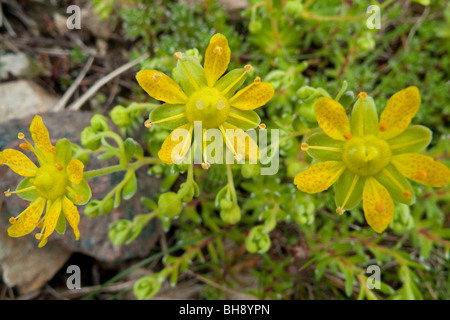 Yellow Mountain Saxifrage (Saxifraga aizoides), flowers Stock Photo