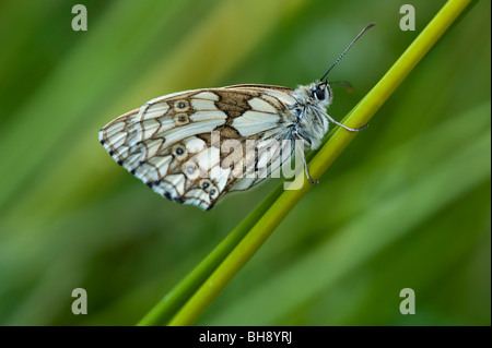 Marbled White butterfly (Melanargia galathea), female, underside Stock Photo