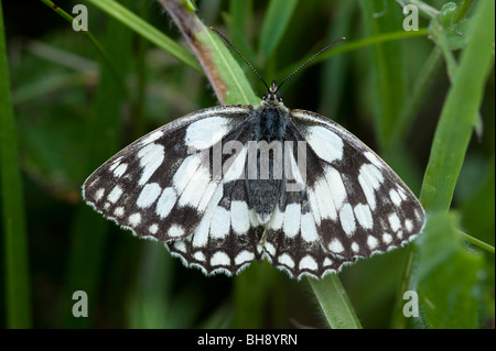 Marbled White butterfly (Melanargia galathea), female, topside Stock Photo