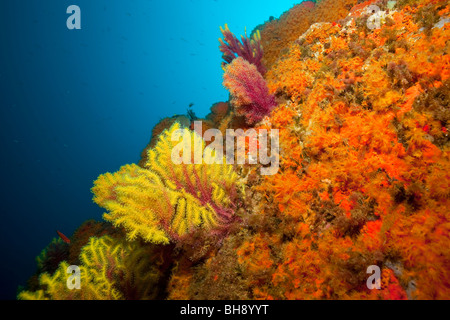 Cluster Anemones and Gorgonians, Parazoanthus axinellae, Paramuricea clavata, Tamariu, Costa Brava, Mediterranean Sea, Spain Stock Photo