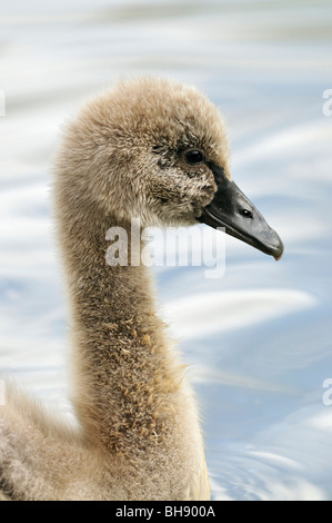 Black Swan Cygnet - Cygnus atratus Stock Photo