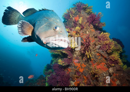 Dusky Grouper in Reef, Epinephelus marginatus, Tamariu, Costa Brava, Mediterranean Sea, Spain Stock Photo