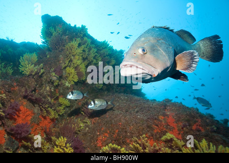 Dusky Grouper in Reef, Epinephelus marginatus, Tamariu, Costa Brava, Mediterranean Sea, Spain Stock Photo