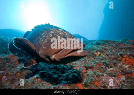 Dusky Grouper, Epinephelus marginatus, Carall Bernat, Medes Islands, Costa Brava, Mediterranean Sea, Spain Stock Photo