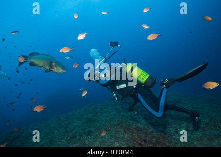 Scuba Diver takes Photo from Dusky Grouper Epinephelus marginatus Medes Islands Costa Brava Mediterranean Sea Stock Photo