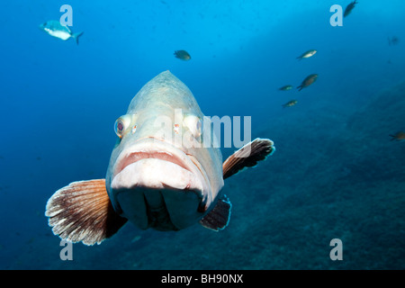 Dusky Grouper, Epinephelus marginatus, Carall Bernat, Medes Islands, Costa Brava, Mediterranean Sea, Spain Stock Photo