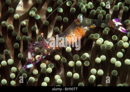 Transparent Commensal Shrimp shows Eggmass in Stomach, Periclimenes tosaensis, Puerto Galera, Mindoro Island, Philippines Stock Photo